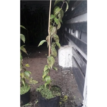 DEREŃ WYDUBIECKIJ szczepiony - sadzonki 50 / 70 cm